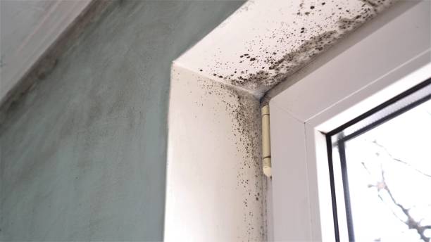 Best Post-Flood Mold Remediation in San Pablo, CA