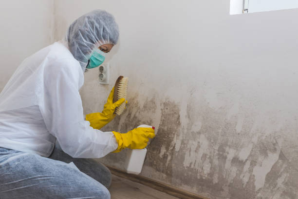 Best Attic Mold Remediation in San Pablo, CA