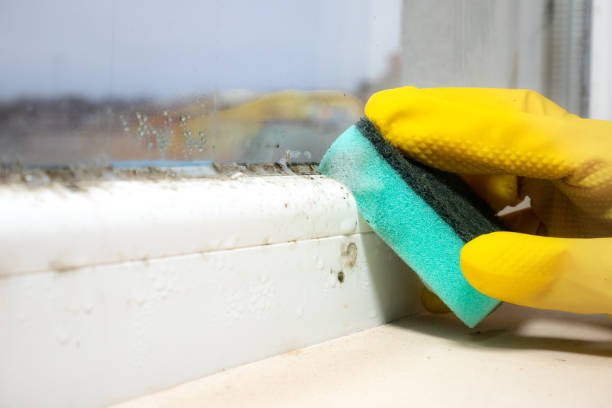 Best Industrial Mold Remediation in San Pablo, CA