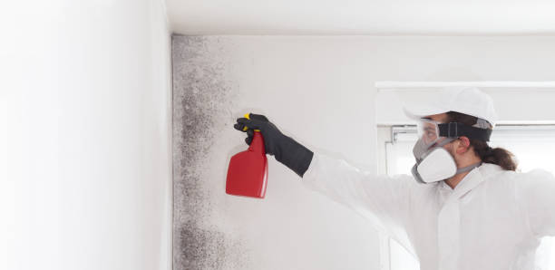 Best Commercial Mold Remediation in San Pablo, CA