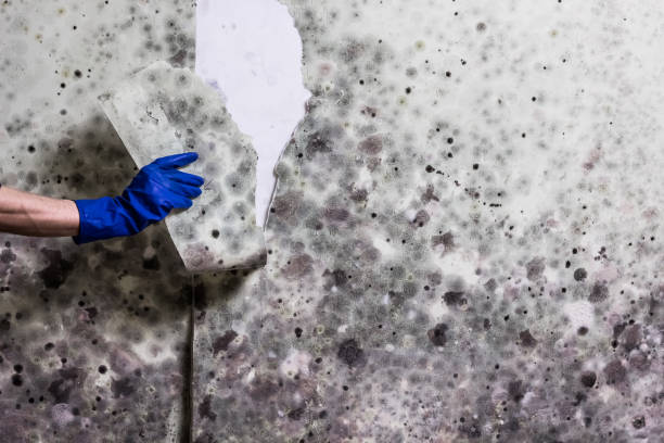 Best Mold Remediation for Specific Building Types in San Pablo, CA