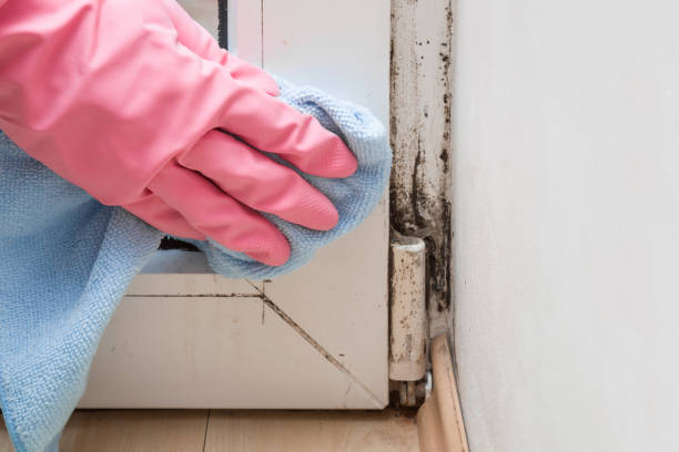 Best Emergency Mold Remediation in San Pablo, CA