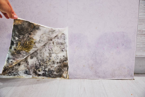 Professional Mold Remediation in San Pablo, CA